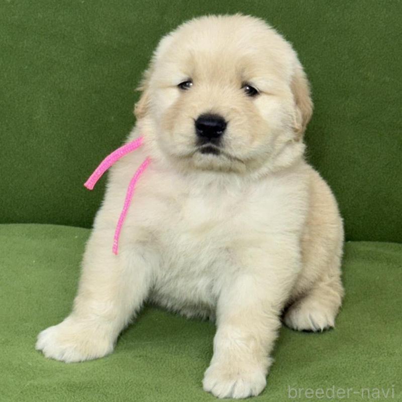 販売中の三重県のゴールデンレトリーバー-435621の1枚目