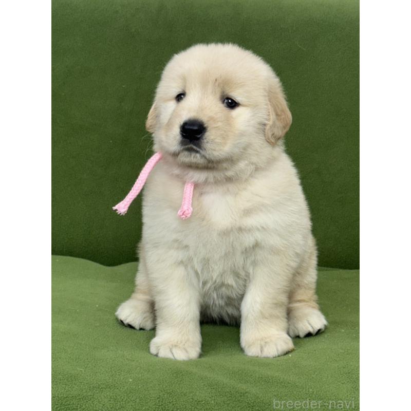 販売中の三重県のゴールデンレトリーバー-435623の5枚目