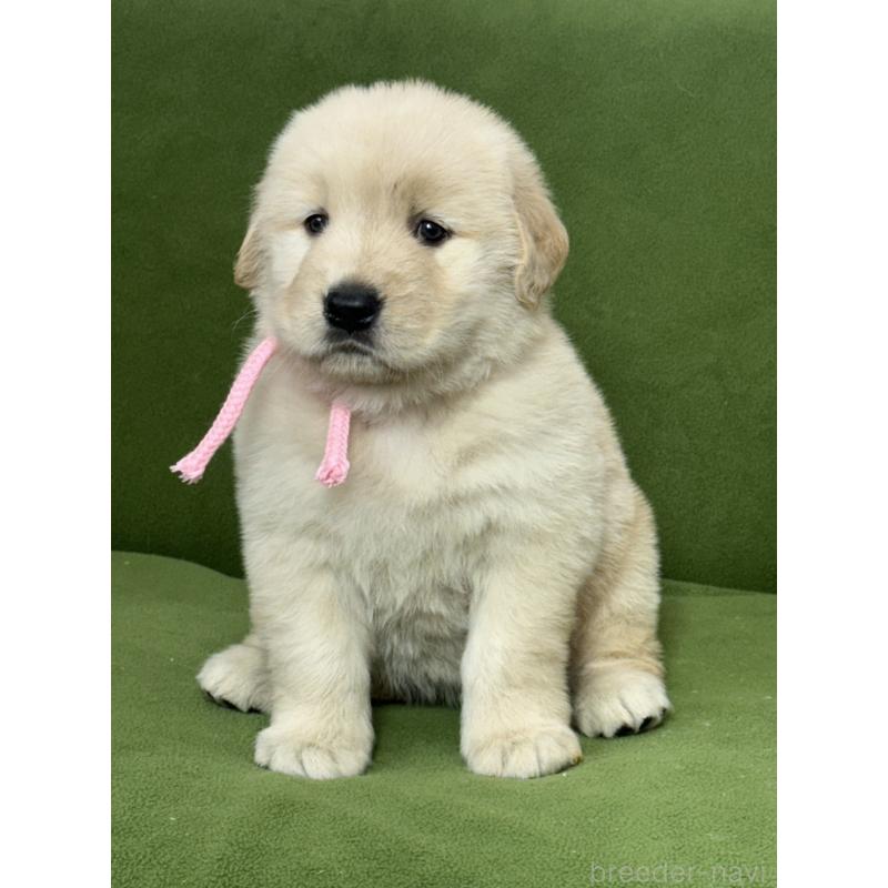 販売中の三重県のゴールデンレトリーバー-435623の1枚目