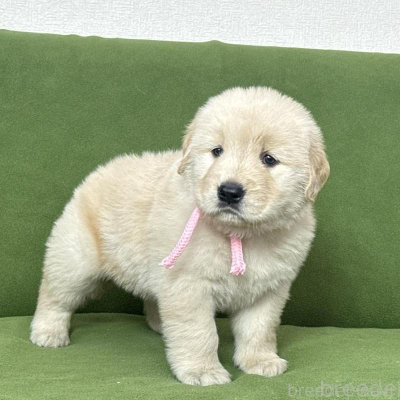 販売中の三重県のゴールデンレトリーバー-435623の4枚目