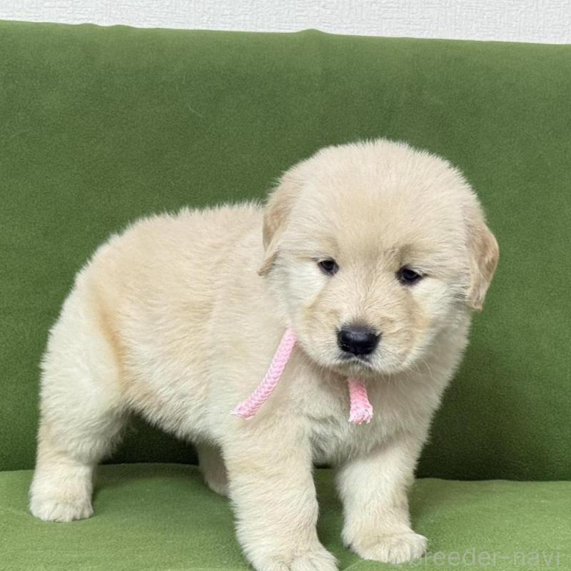 販売中の三重県のゴールデンレトリーバー-435623の2枚目