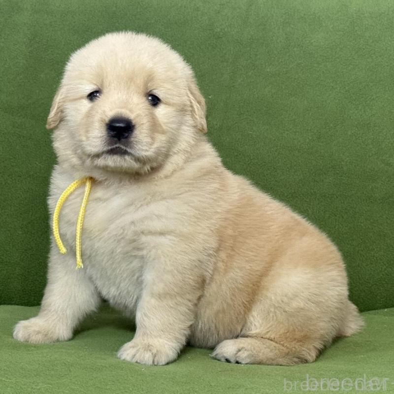 販売中の三重県のゴールデンレトリーバー-435624の5枚目