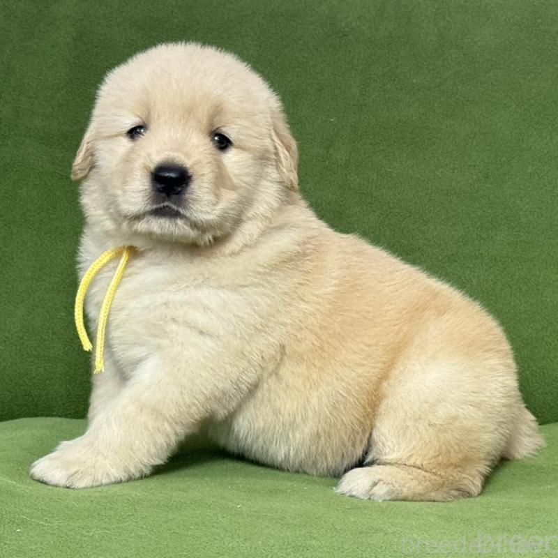 販売中の三重県のゴールデンレトリーバー-435624の3枚目