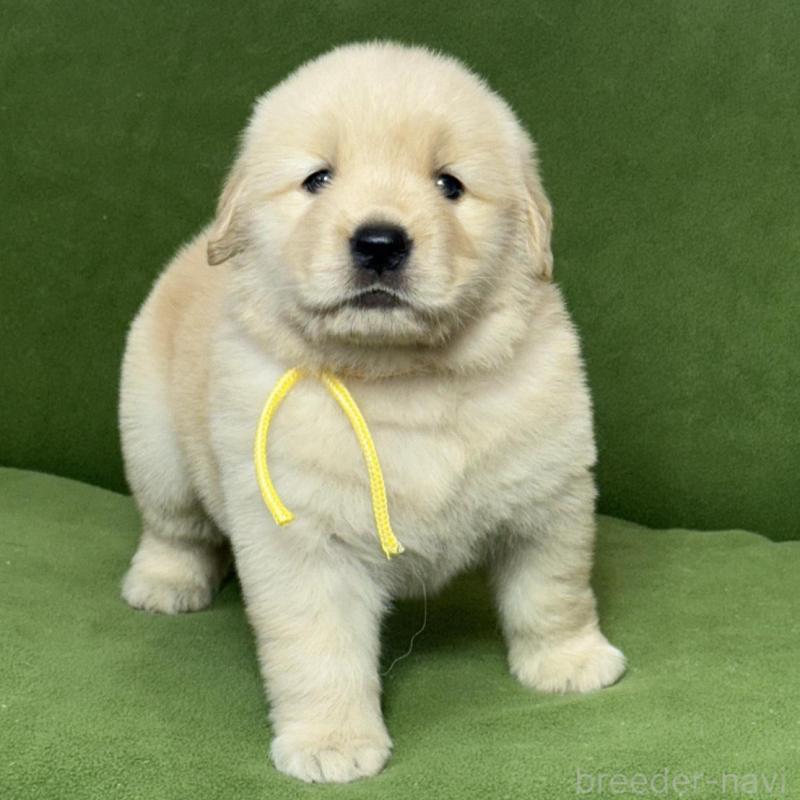 販売中の三重県のゴールデンレトリーバー-435624の2枚目