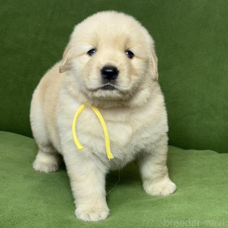 販売中の三重県のゴールデンレトリーバー-435624の1枚目