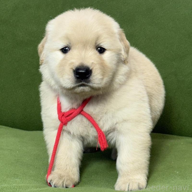 販売中の三重県のゴールデンレトリーバー-435625