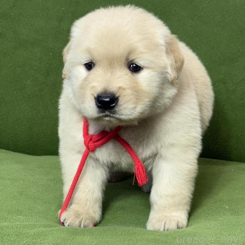 販売中の三重県のゴールデンレトリーバー-435625の4枚目