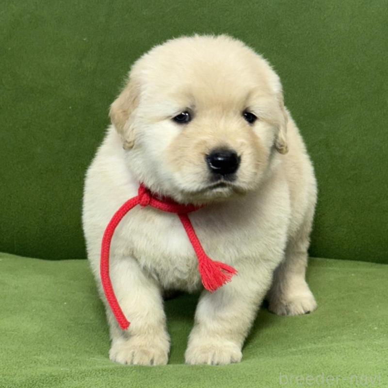 販売中の三重県のゴールデンレトリーバー-435625の3枚目