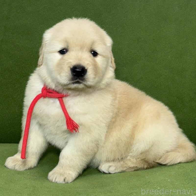 販売中の三重県のゴールデンレトリーバー-435625の2枚目