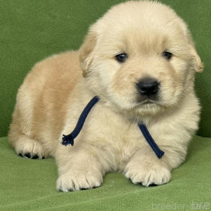 販売中の三重県のゴールデンレトリーバー-435626の4枚目