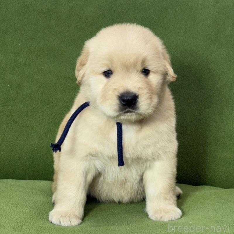 販売中の三重県のゴールデンレトリーバー-435626の1枚目