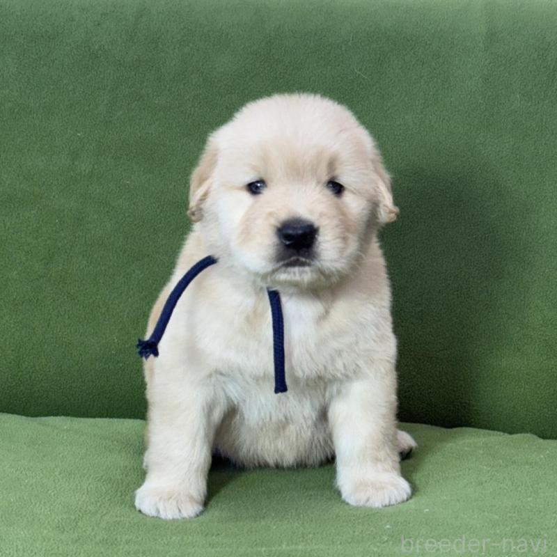 販売中の三重県のゴールデンレトリーバー-435626の2枚目