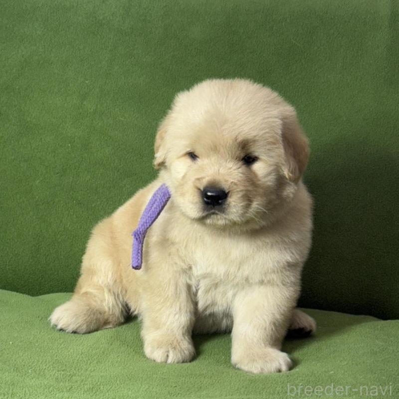 販売中の三重県のゴールデンレトリーバー-435627の4枚目