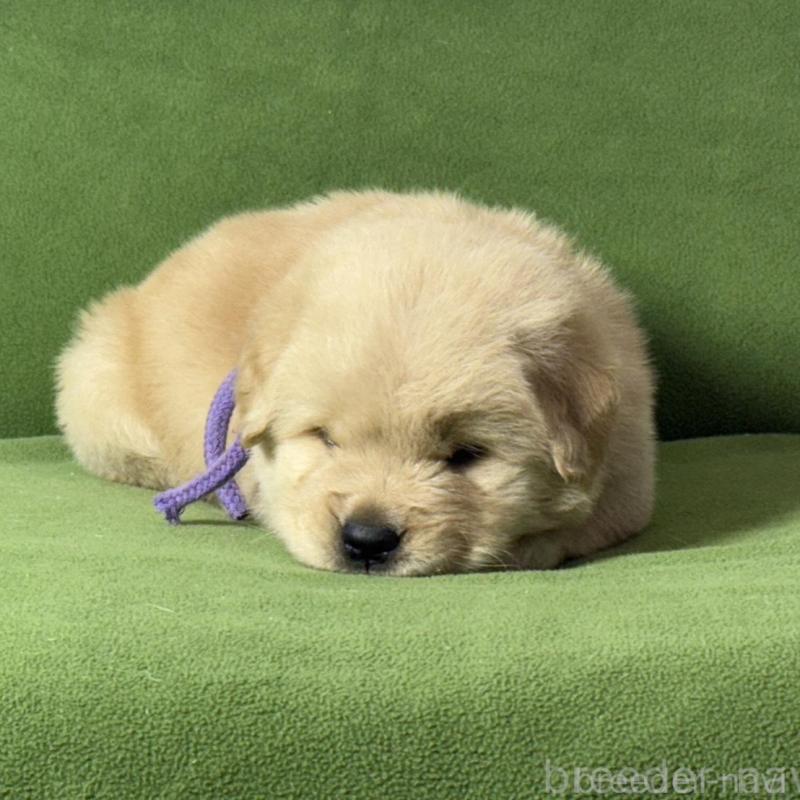 販売中の三重県のゴールデンレトリーバー-435627の2枚目