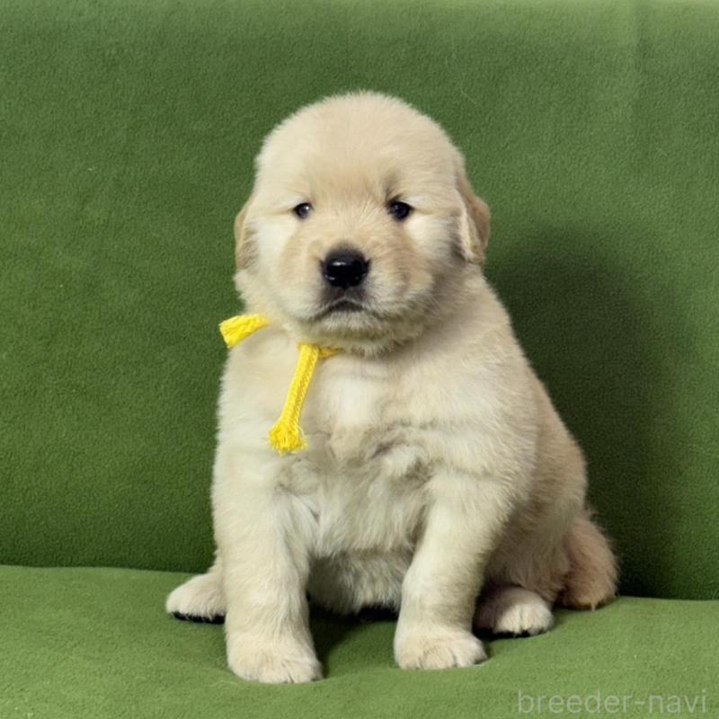 販売中の三重県のゴールデンレトリーバー-435628の7枚目