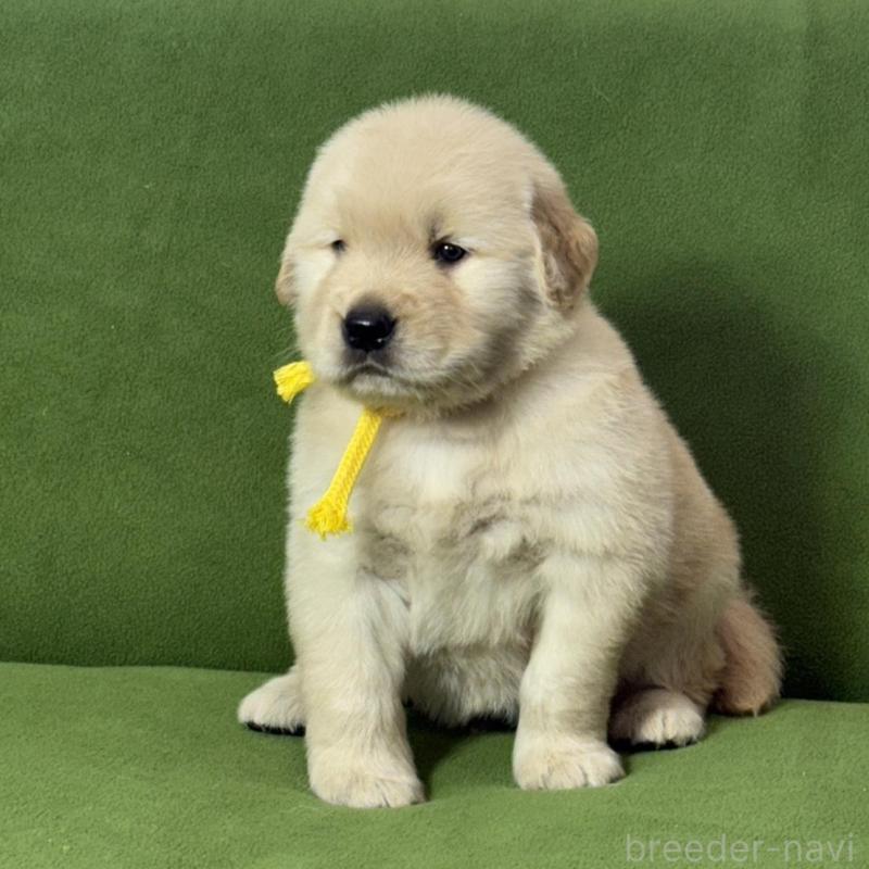 販売中の三重県のゴールデンレトリーバー-435628の6枚目