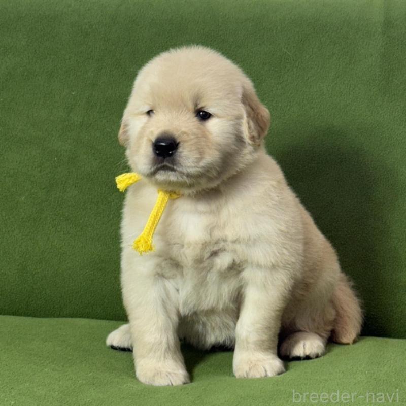 販売中の三重県のゴールデンレトリーバー-435628の5枚目