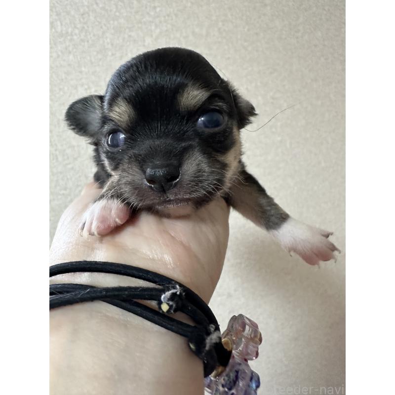 販売中の神奈川県のチワワ(ロングコート)-434297の12枚目