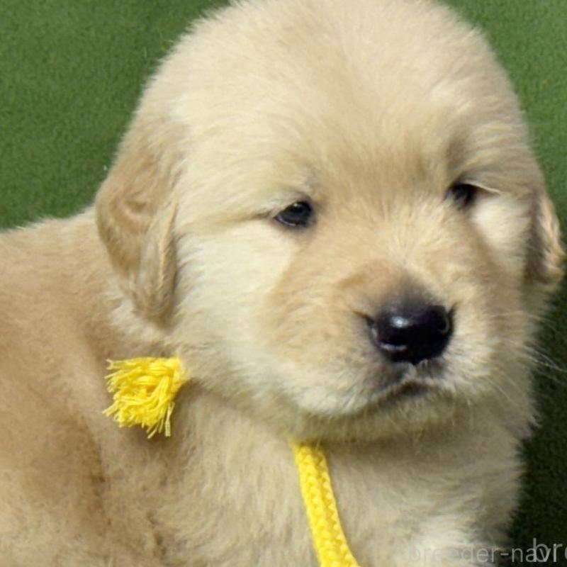 販売中の三重県のゴールデンレトリーバー-435628の4枚目