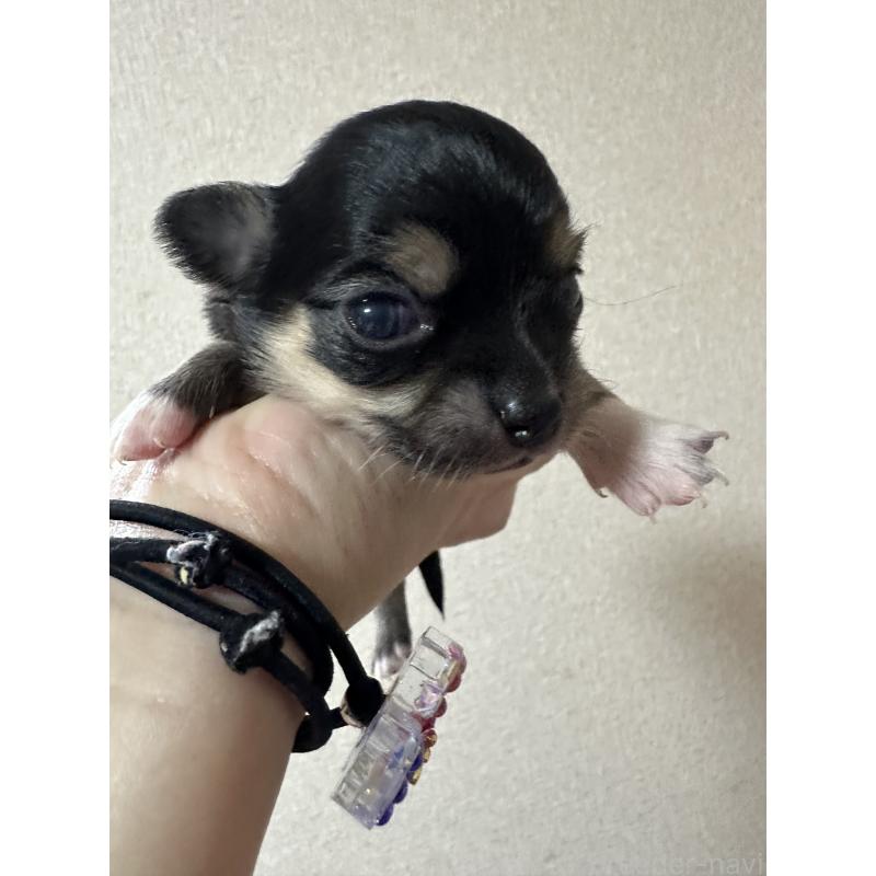 販売中の神奈川県のチワワ(ロングコート)-434297の11枚目