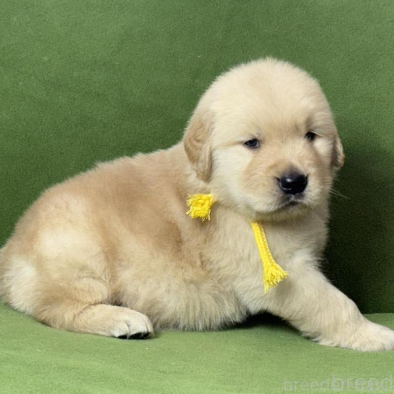 販売中の三重県のゴールデンレトリーバー-435628の3枚目