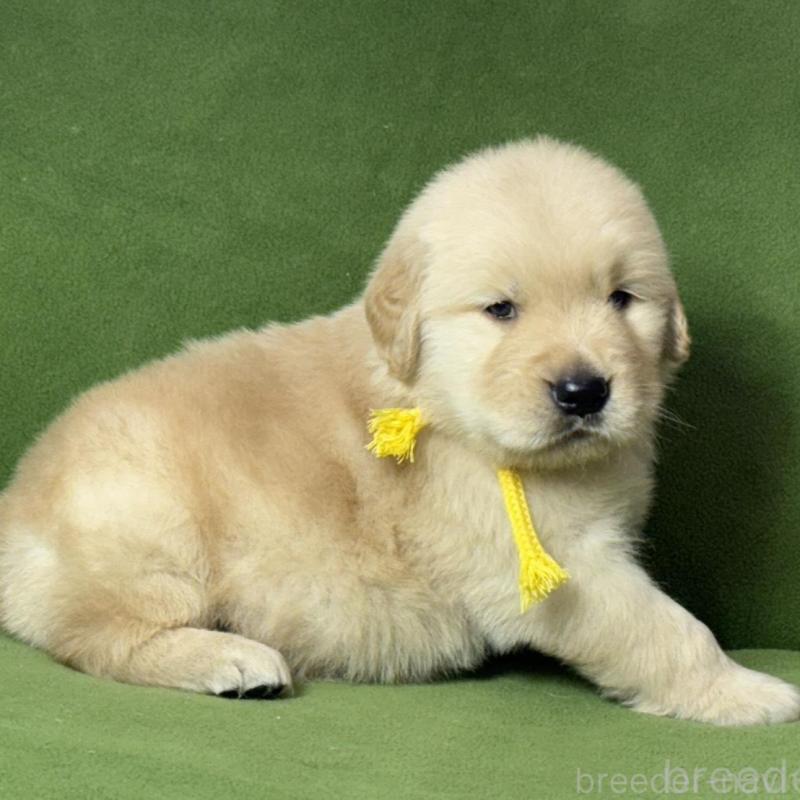 販売中の三重県のゴールデンレトリーバー-435628の2枚目