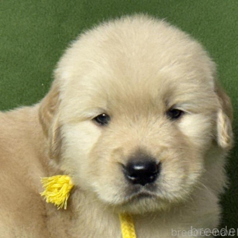 販売中の三重県のゴールデンレトリーバー-435628