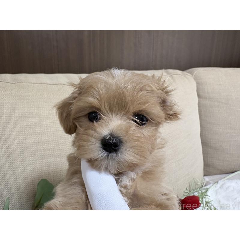 販売中の熊本県のミックス犬-425308の11枚目