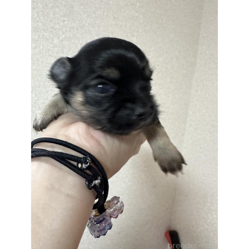 販売中の神奈川県のチワワ(ロングコート)-434295の9枚目