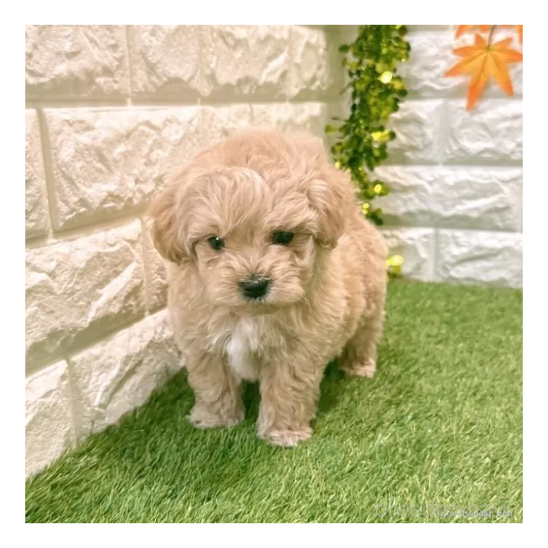 販売中の愛知県のマルプー:マルチーズ×トイプードル-434410