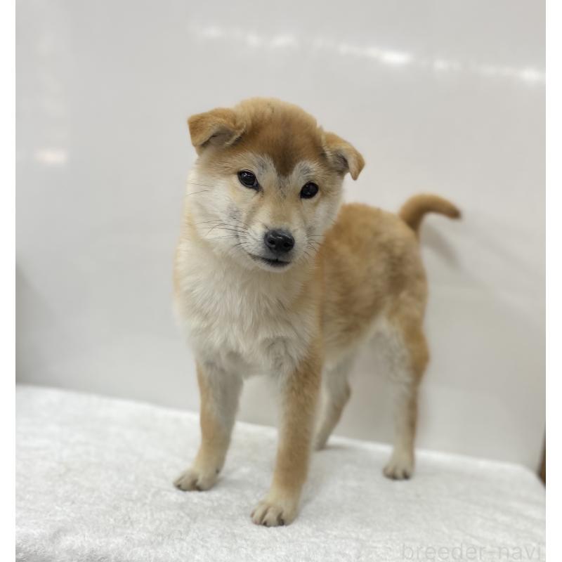 販売中の長野県の柴犬-427644の4枚目