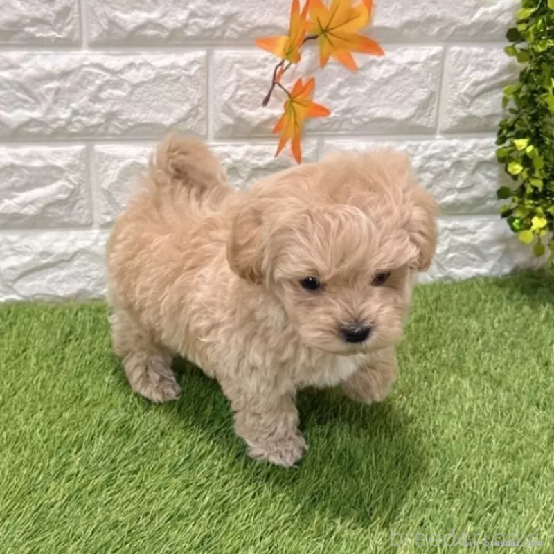 成約済の愛知県のマルプー:マルチーズ×トイプードル-434410の5枚目