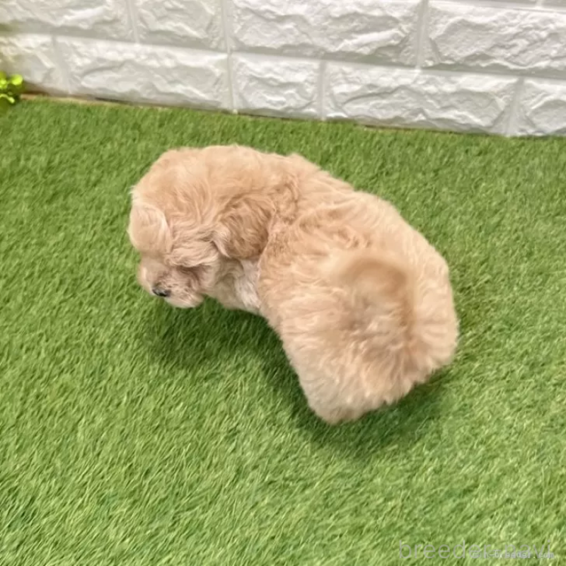 成約済の愛知県のマルプー:マルチーズ×トイプードル-434410の2枚目