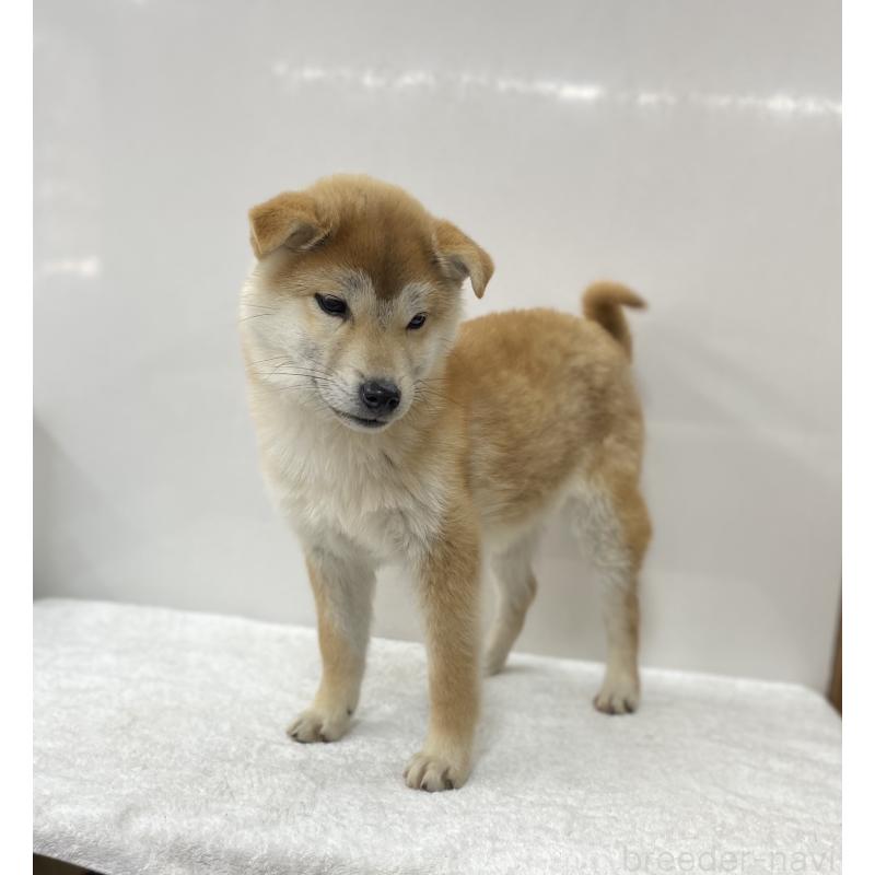 販売中の長野県の柴犬-427644の3枚目