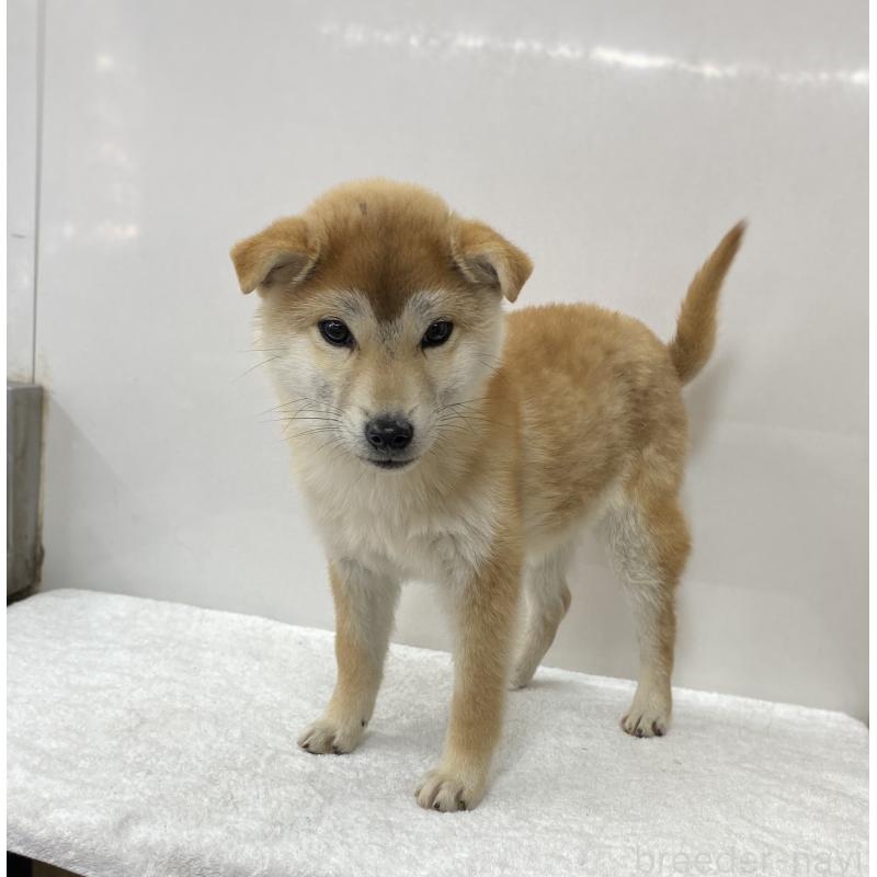 販売中の長野県の柴犬-427644の2枚目