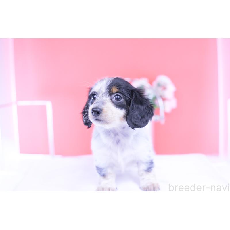 販売中の愛知県のミニチュアダックスフンド(ロングヘアード)-429074の14枚目