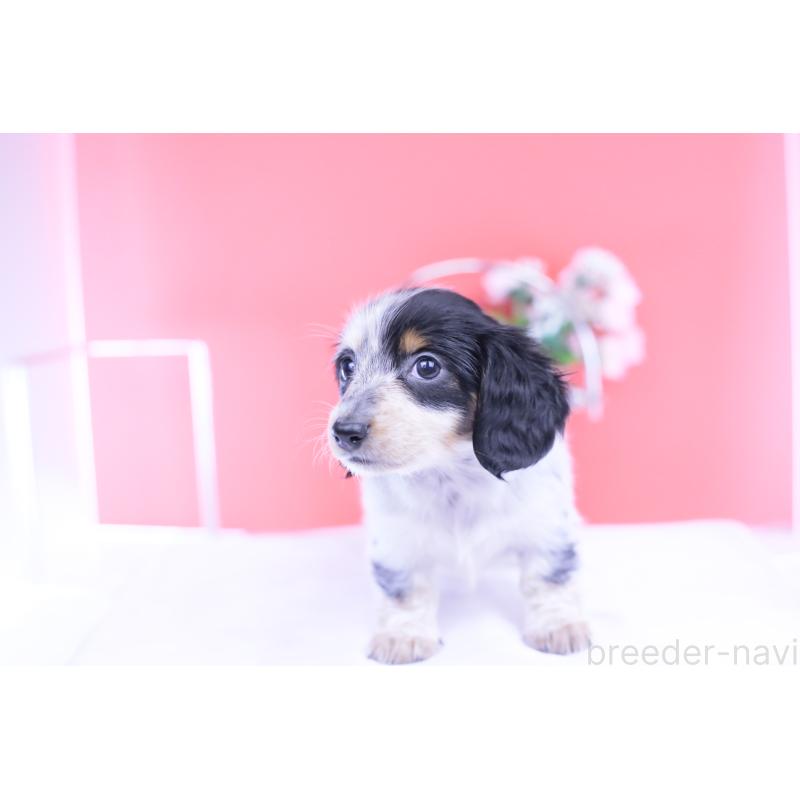 販売中の愛知県のミニチュアダックスフンド(ロングヘアード)-429074の13枚目