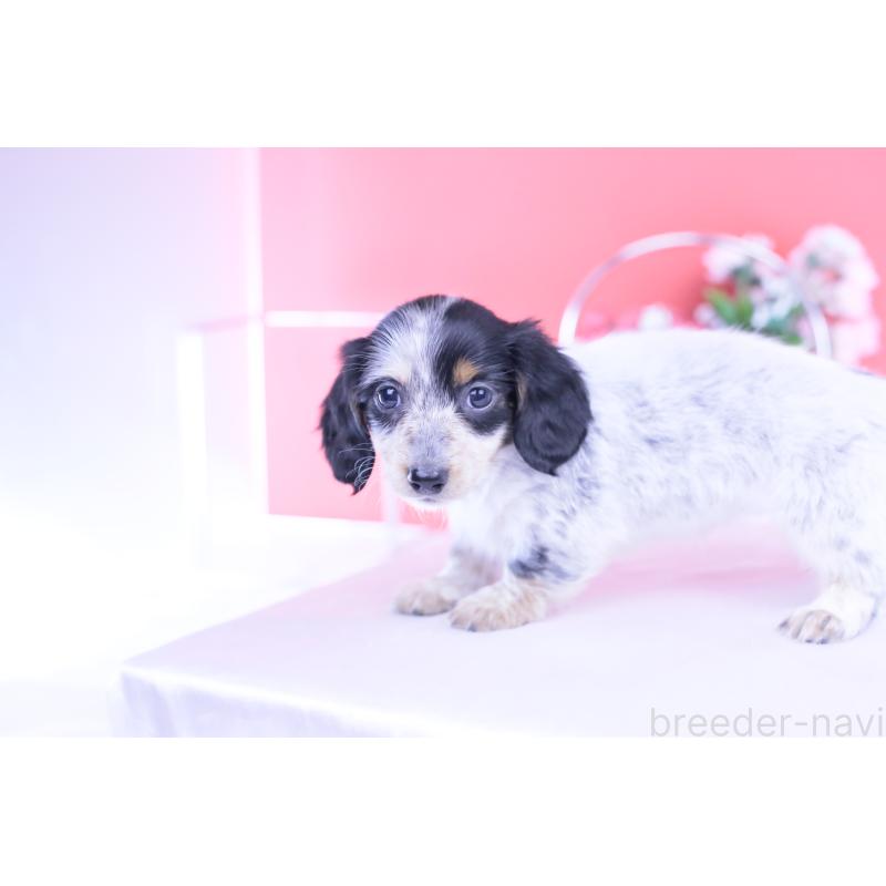 販売中の愛知県のミニチュアダックスフンド(ロングヘアード)-429074の11枚目