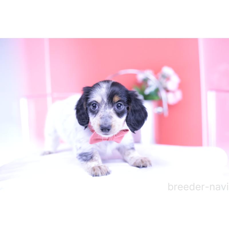 販売中の愛知県のミニチュアダックスフンド(ロングヘアード)-429074の10枚目