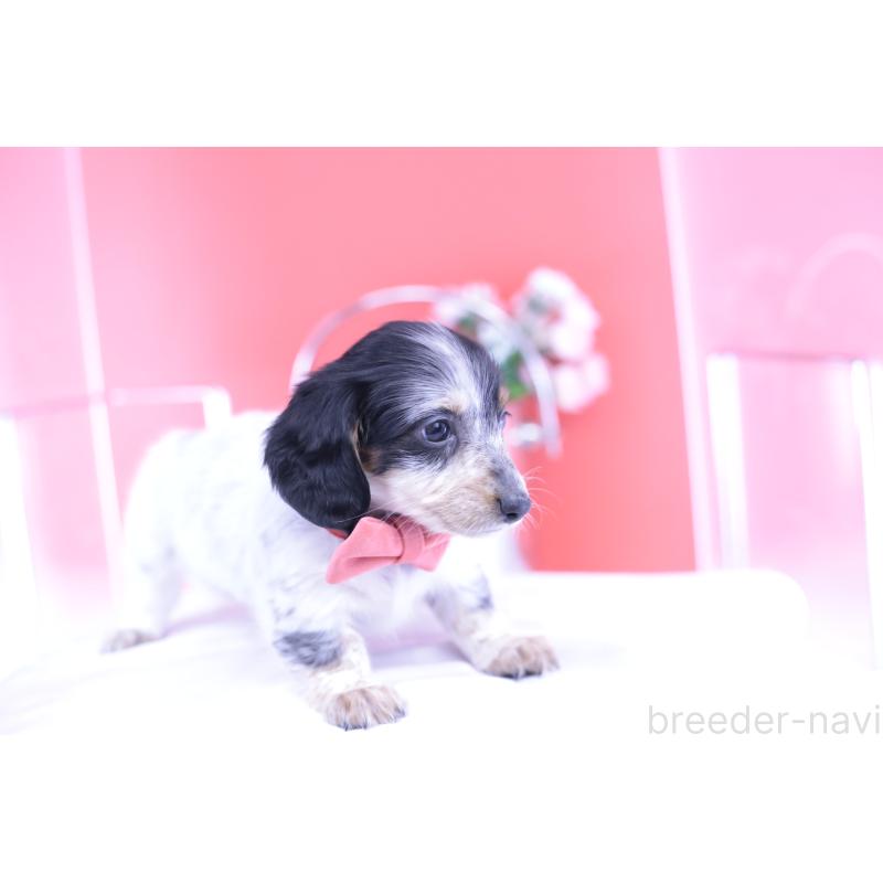 販売中の愛知県のミニチュアダックスフンド(ロングヘアード)-429074の9枚目