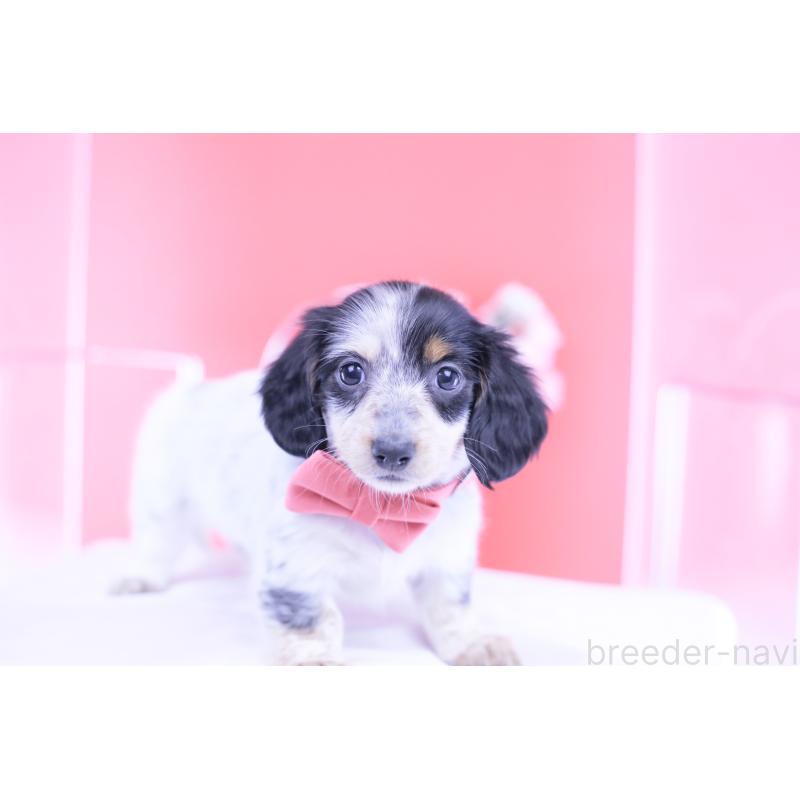 販売中の愛知県のミニチュアダックスフンド(ロングヘアード)-429074の8枚目