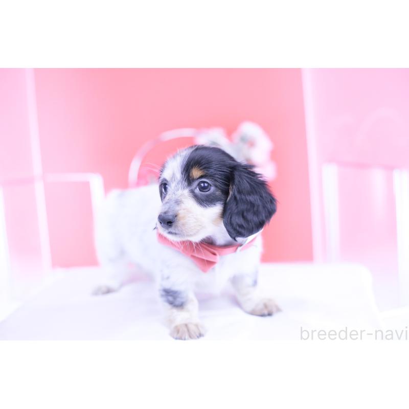 販売中の愛知県のミニチュアダックスフンド(ロングヘアード)-429074の6枚目