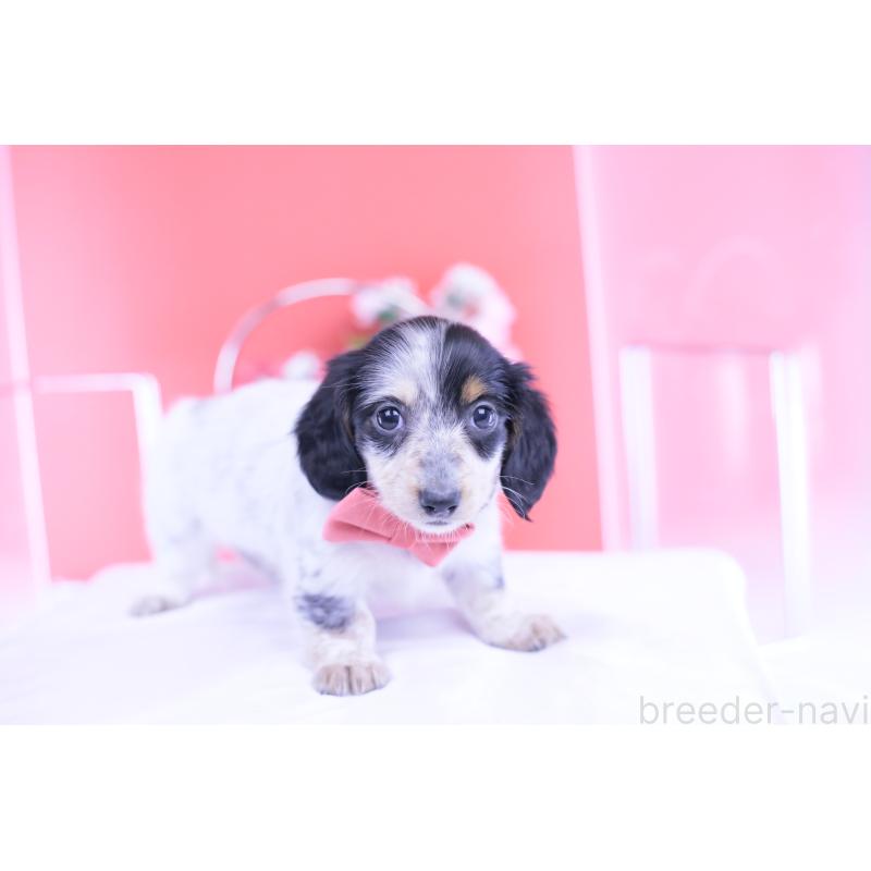 販売中の愛知県のミニチュアダックスフンド(ロングヘアード)-429074の4枚目