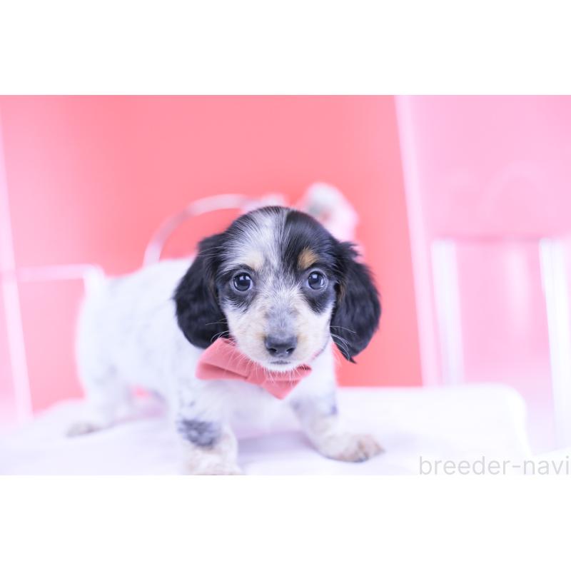 販売中の愛知県のミニチュアダックスフンド(ロングヘアード)-429074の3枚目