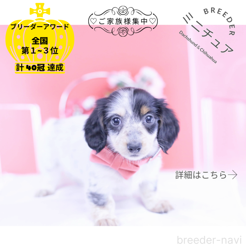 販売中の愛知県のミニチュアダックスフンド(ロングヘアード)-429074