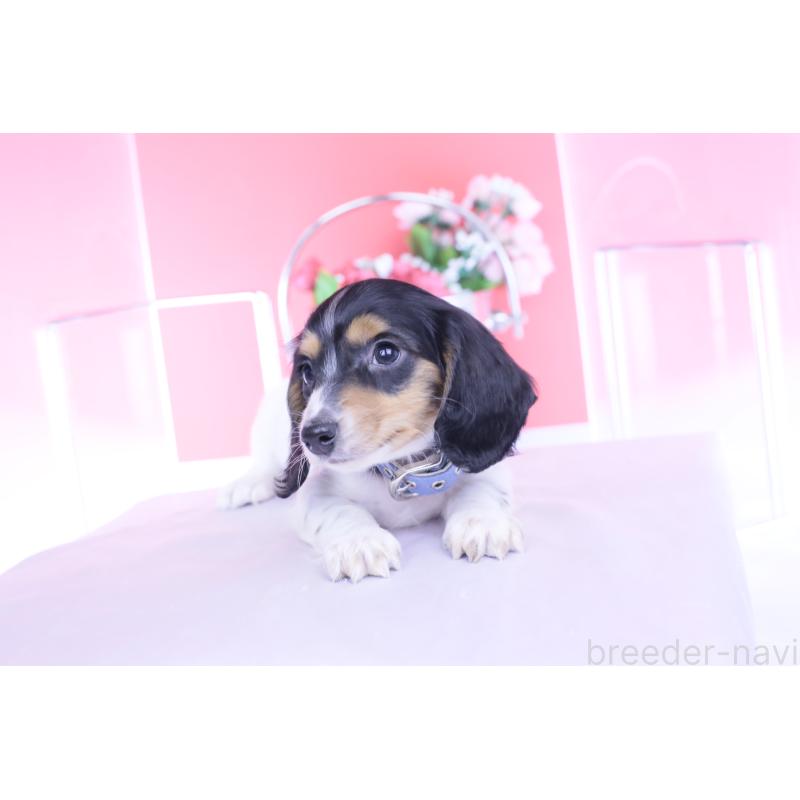 販売中の愛知県のミニチュアダックスフンド(ロングヘアード)-429077の8枚目