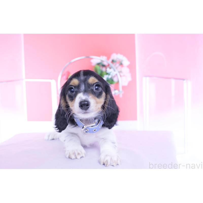 販売中の愛知県のミニチュアダックスフンド(ロングヘアード)-429077の7枚目