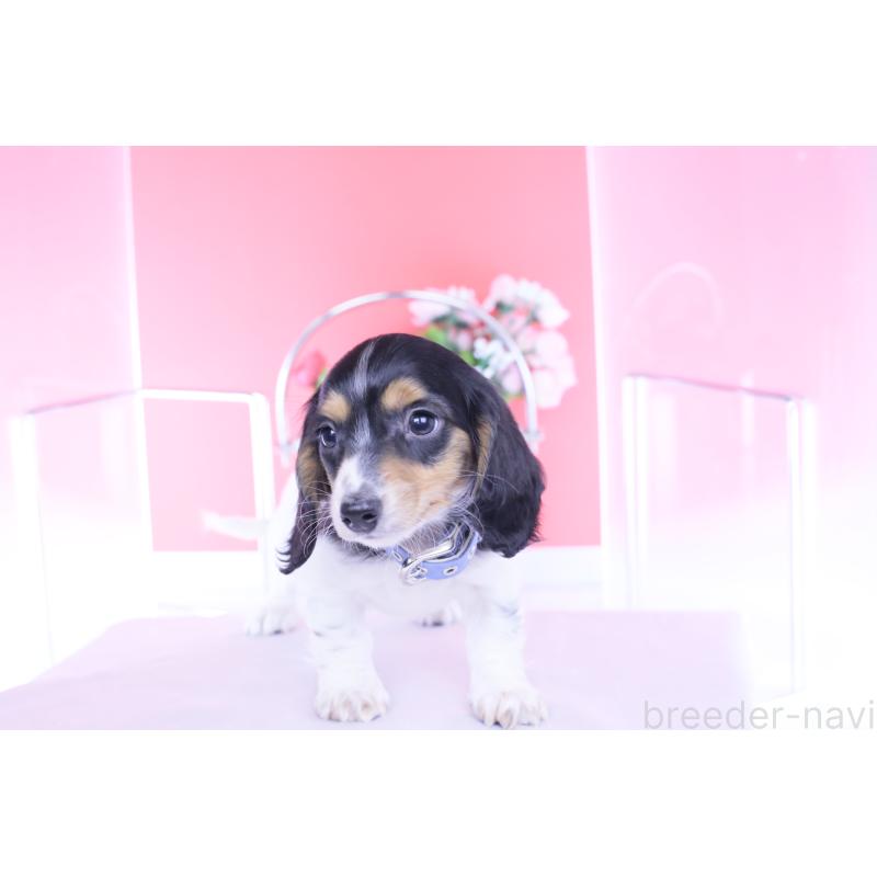 販売中の愛知県のミニチュアダックスフンド(ロングヘアード)-429077の6枚目