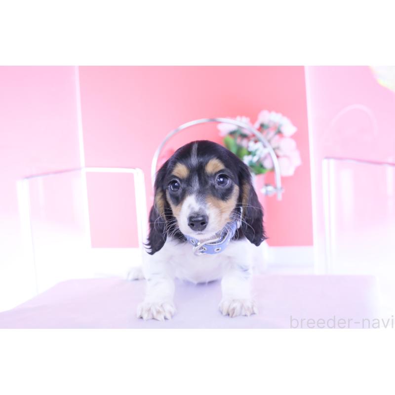 販売中の愛知県のミニチュアダックスフンド(ロングヘアード)-429077の5枚目