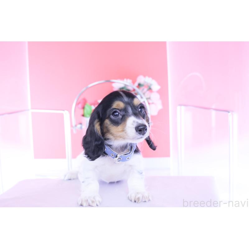 販売中の愛知県のミニチュアダックスフンド(ロングヘアード)-429077の4枚目